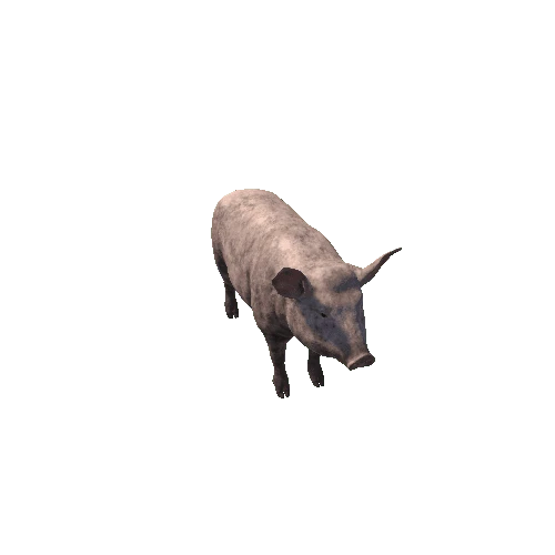 Pig_Female_HighPoly_c4