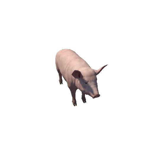 Pig_Female_LowPoly_c1