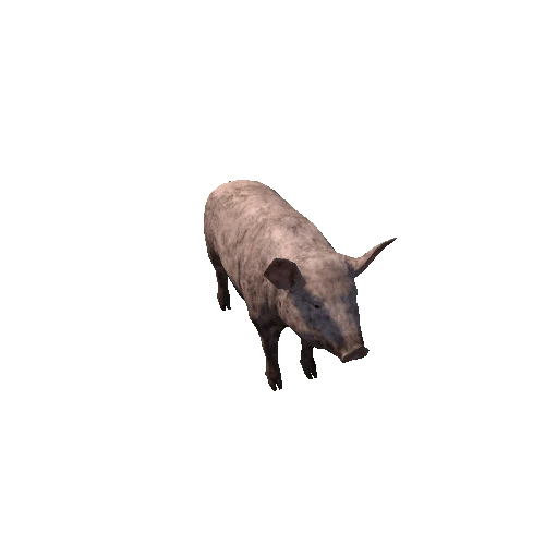 Pig_Female_LowPoly_c4