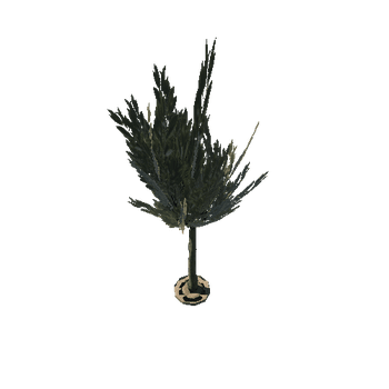 tree_1