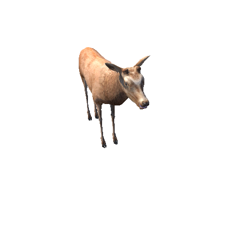 DeerModelNoAntlerLowPoly