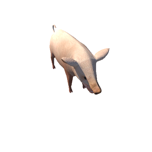 PigMiddlePoly