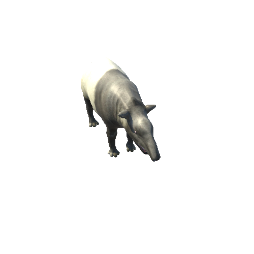 TapirMiddlePoly