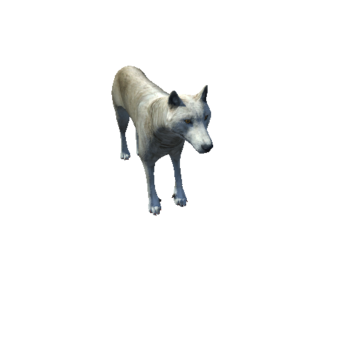 WolfMiddlePoly