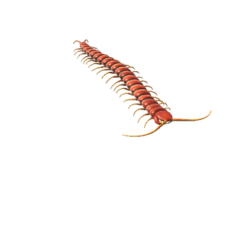 Centipede