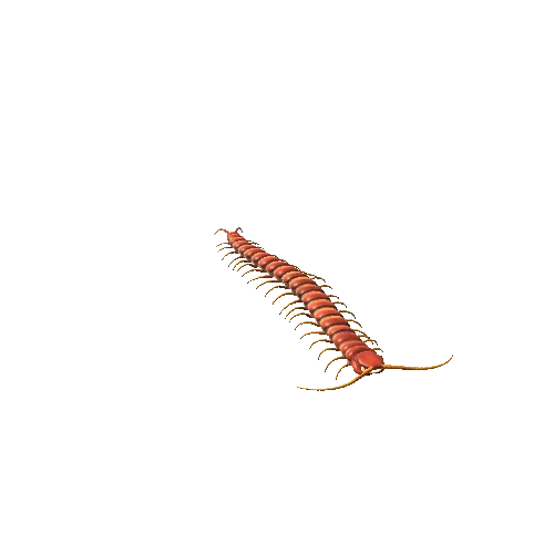 Centipede