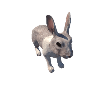 Rabbit_HighPoly_c1