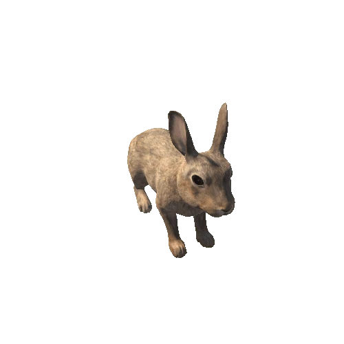 Rabbit_HighPoly_c2