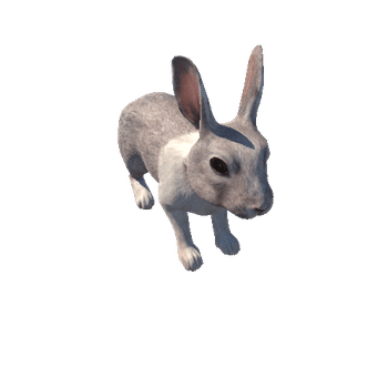 Rabbit_IP_c1