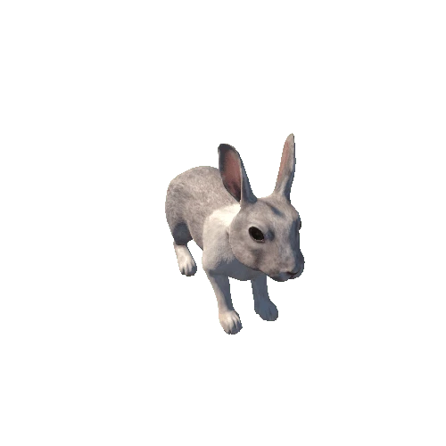 Rabbit_IP_c1