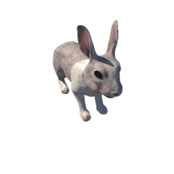 Rabbit_RM_c1
