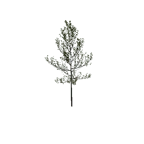 Tree_1A1
