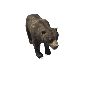 Bear_female_HighPoly