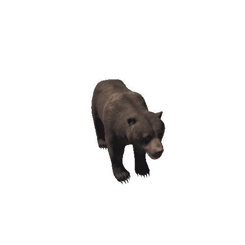 Bear_female_HighPoly_C2