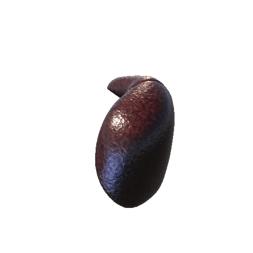 Liver