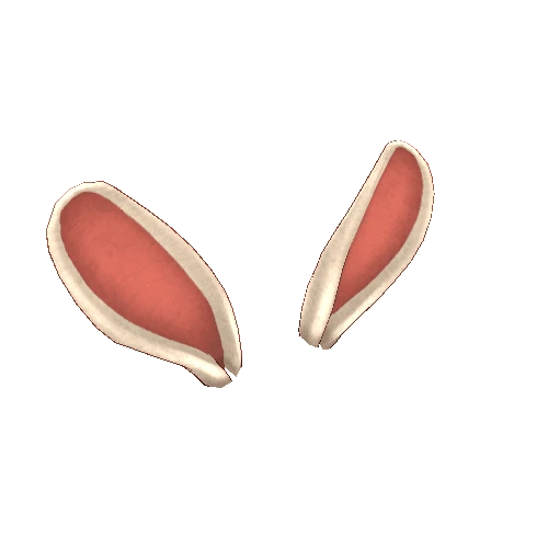 Bunny_ear