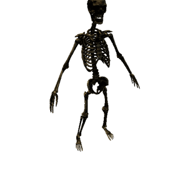 skeleton