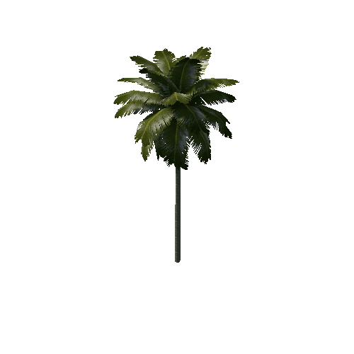 palm3