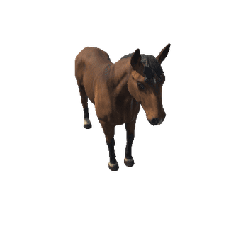 Horse_IP_c1