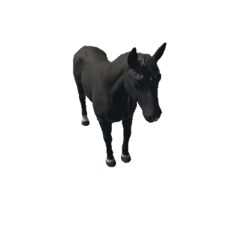 Horse_IP_c2