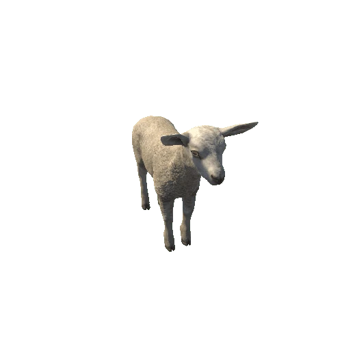 Lamb_HighPoly