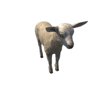 Lamb_IP
