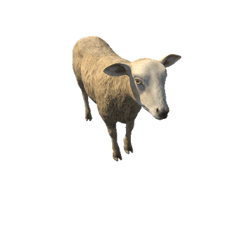 Sheep_RM