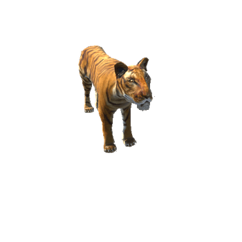 TigerLowPoly