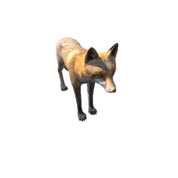 Fox_male_HighPoly_IP