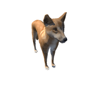 Dingo