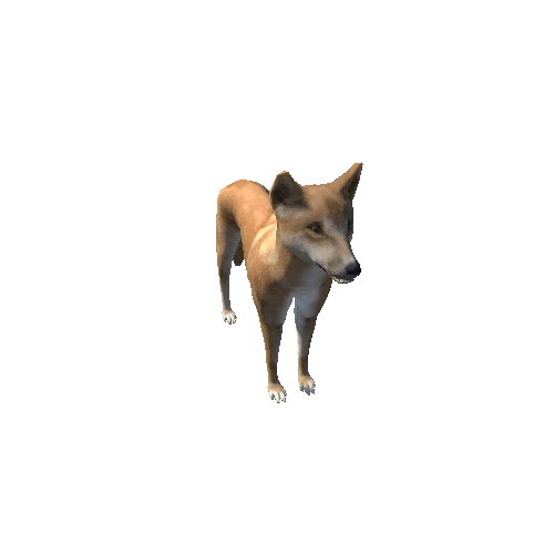 Dingo