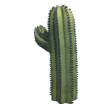 cactus2