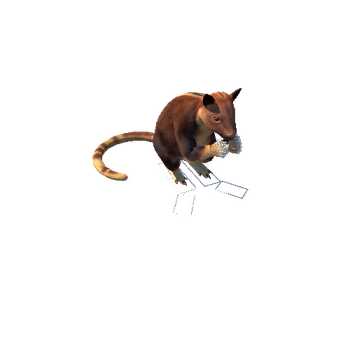 tree-kangaroo@eat