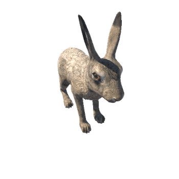 Hare_male_HighPoly_IP