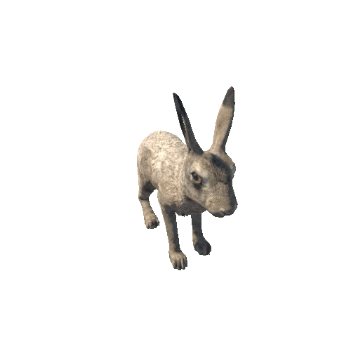 Hare_male_HighPoly_IP