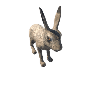 Hare_male_LOD_IP