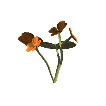 orange_perlagonium_016