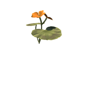 orange_perlagonium_03