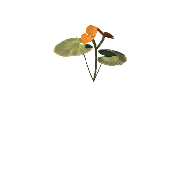 orange_perlagonium_05