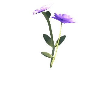 purple_axillaris_04