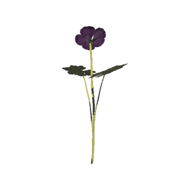 purple_maculatum_011