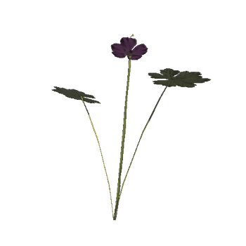 purple_maculatum_012