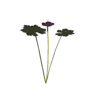 purple_maculatum_014