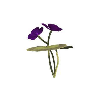 purple_perlagonium_013