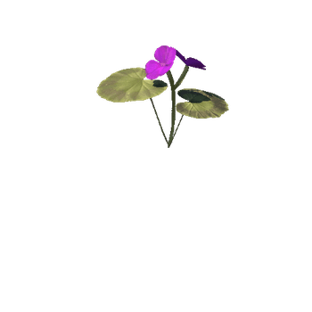 purple_perlagonium_05