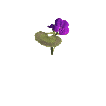 purple_perlagonium_08