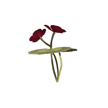 red_perlagonium_013