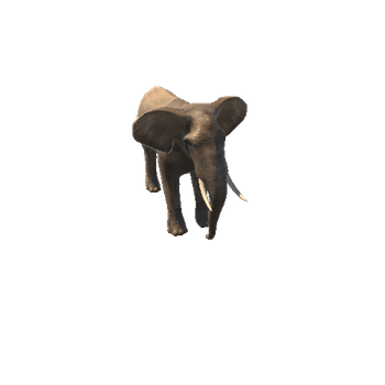 ElephantMiddlePoly