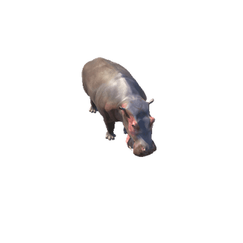 HippopotamusMiddlePoly