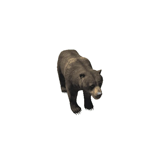 Bear_female_HighPoly